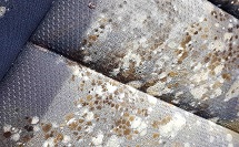 skoda - mould removal